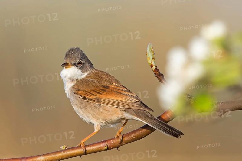 Whitethroat, (Sylvia communis), songbird, animals, birds, genus. of Curruca, NSG Der Spieß, Rheindürkheim, Rhineland-Palatinate, Federal Republic of Germany