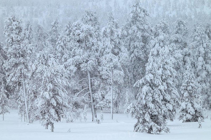 Winter forest during snowfall, Idre Fjäll, Dalarna, Sweden, January 2026