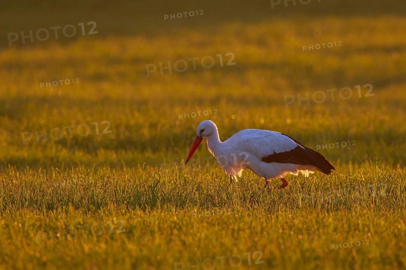 White Stork (Ciconia ciconia) foraging, North Rhine-Westphalia, Germany