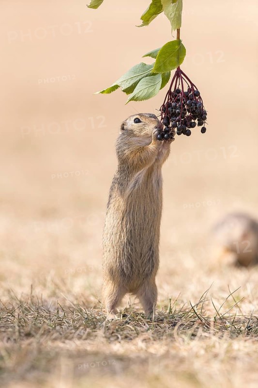 One European ground squirrel (Spermophilus citellus) or European souslik standing erected in dry grass and trying to catch some berries of European dwarf elder (Sambucus ebulus)