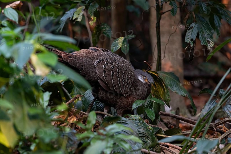 Grey Peacock-Pheasant (Polyplectron bicalcaratum) male foraging, Yunnan, China