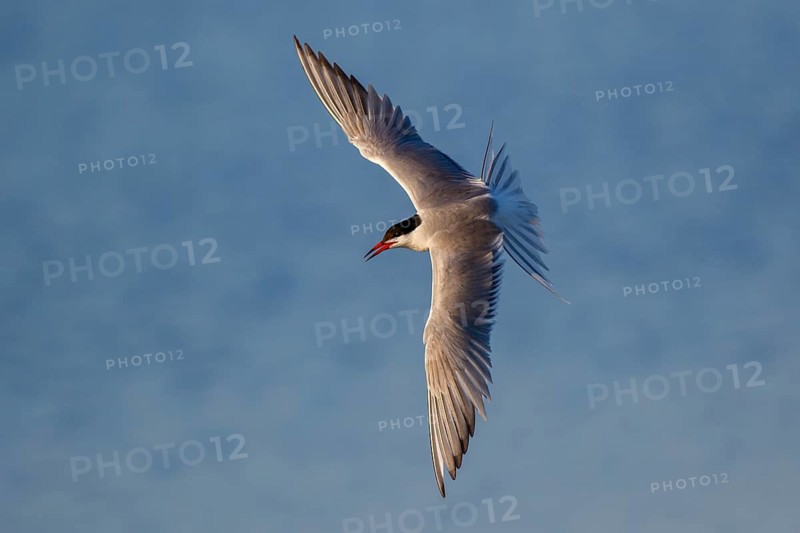 Common Tern (Sterna hirundo) flying, Greece