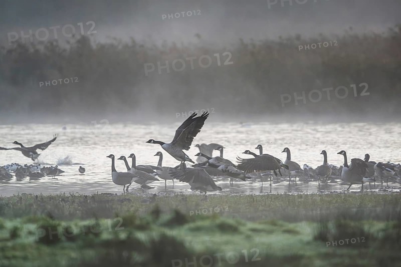 Canada Goose, Branta Canadensis, birds in flight over marshes