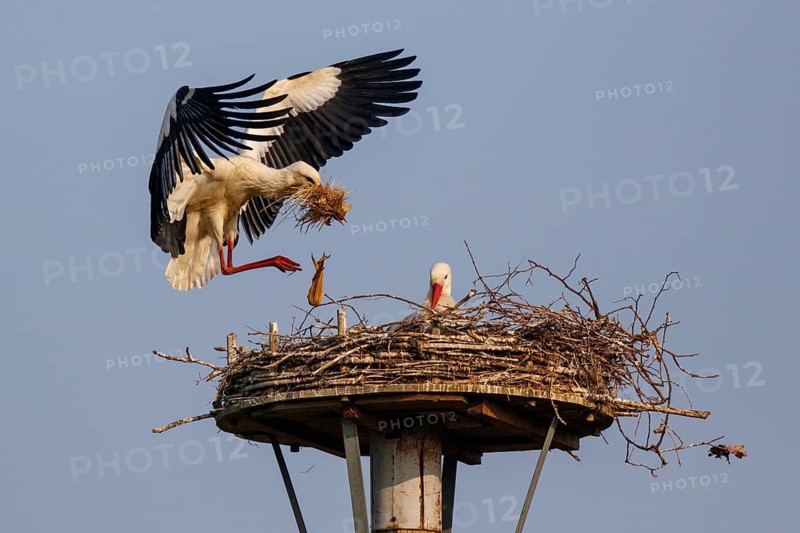White Stork (Ciconia ciconia) with nesting material, North Rhine-Westphalia, Germany