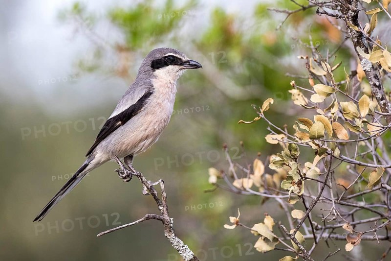 Southern Grey Shrike (Lanius meridionalis) male, Castile-La Mancha, Spain