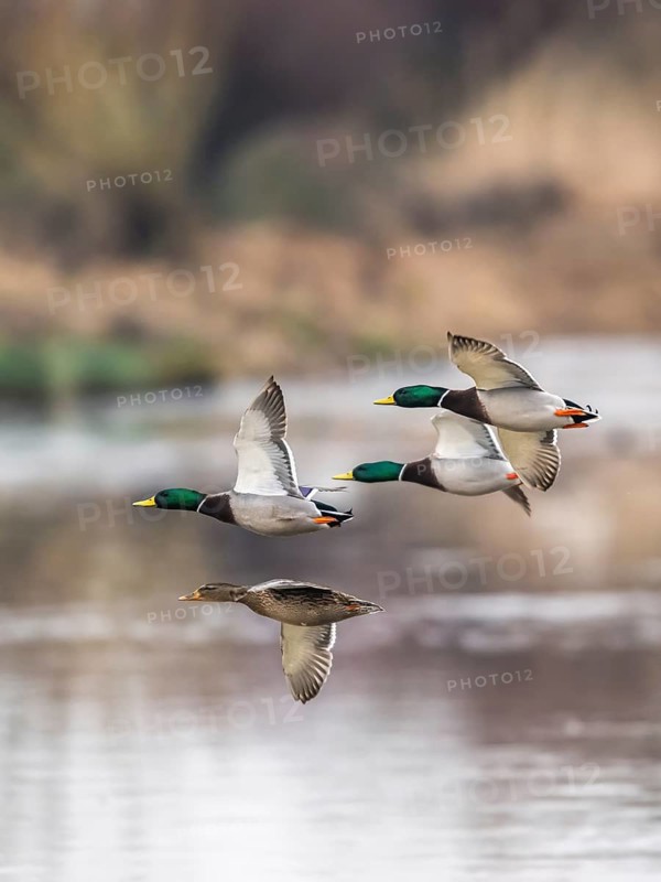 Mallard, Anas platyrhynchos, birds in flight over winter marshes