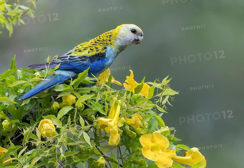 Pale-headed Rosella (Platycercus adscitus) perched on a branch in eastern Australia