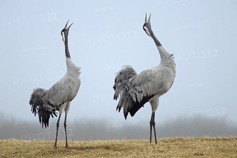 Common Crane (Grus grus) courting, Vaestergoetland, Sweden