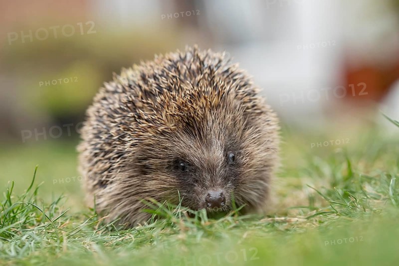 European hedgehog (Erinaceus europaeus) adult animal on a garden grass lawn in summer, England, United Kingdom