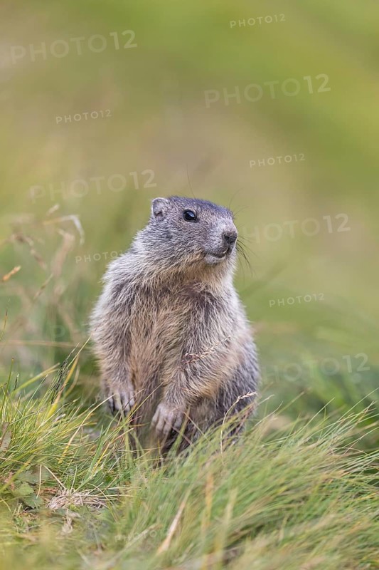 One young Alpine Marmot, Marmota marmota, sitting in high green grass, feeding on some leaves. Green grass around. Grossglockner high alpine road, Hohe Tauern National Park