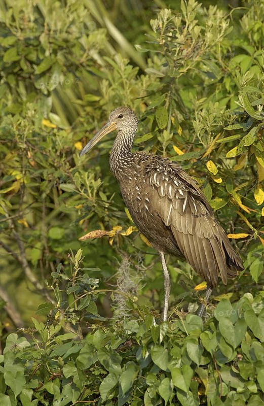 Limpkin (Aramus guarauna), Florida, USA