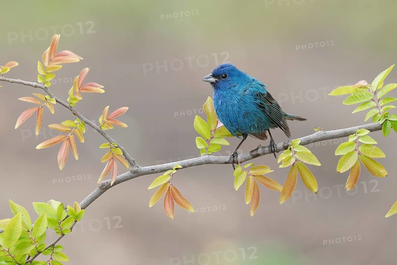 Indigo Bunting (Passerina cyanea) male perched on a branch, Texas, USA