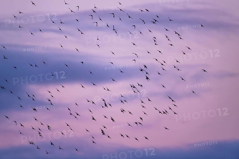Flock of Starlings in flight at sunset over marshes, Common starling, Sturnus vulgaris