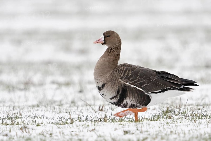 Greater White-fronted Goose (Anser albifrons) on snowy field, North Rhine-Westphalia, Germany