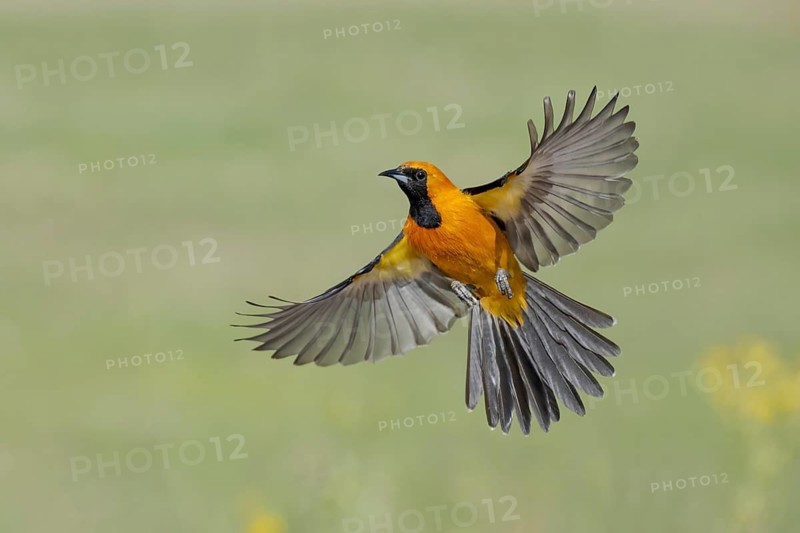 Hooded Oriole (Icterus cucullatus) male flying, Texas, USA