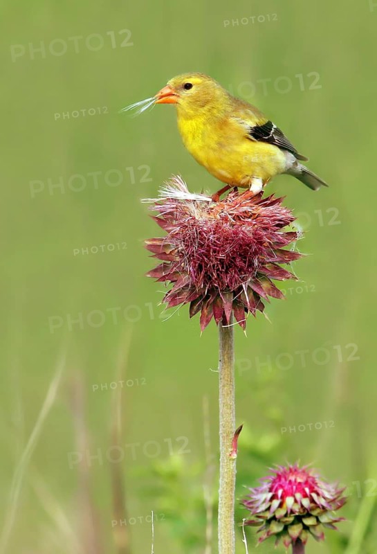 American Goldfinch, Carduelis tristis, perched on a thistle in Saskatoon