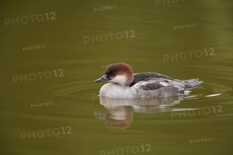 Smew (Mergellus albellus) adult female red head duck on a lake, England, United Kingdom