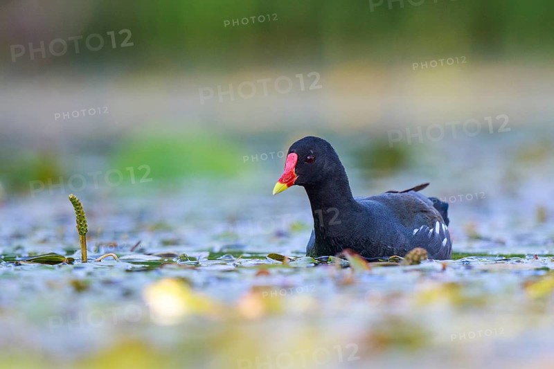Common Moorhen (Gallinula chloropus) foraging, North Rhine-Westphalia, Germany