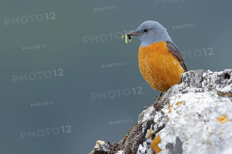 Common Rock Thrush (Monticola saxatilis) male perched on a rock with food in beak, Andalusia, Spain