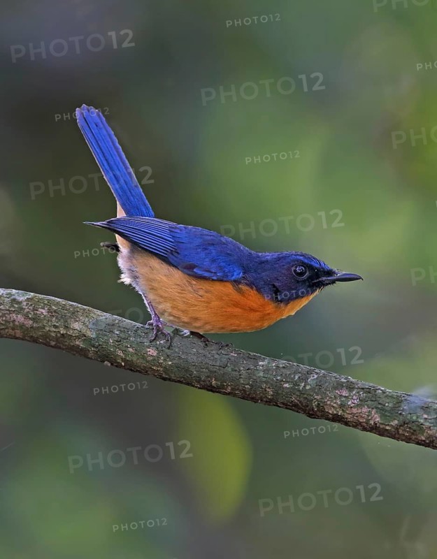 Mangrove Blue Flycatcher (Cyornis rufigastra) male, Malaysia