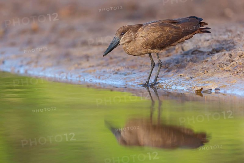 Hammerhead, Hammerhead, Hamerkop, (Scopus umbretta), Ombrette africaine, Avemartillo, Shadebird, Waterbird, Marakissa River Camp / Canoe tri, Marakissa, South Bank, Gambia