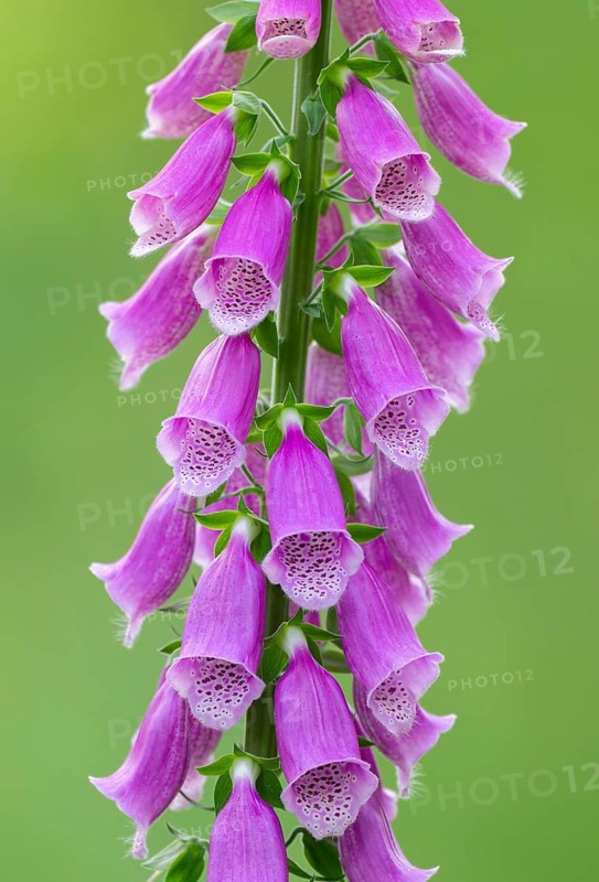 Common foxglove (Digitalis purpurea), flowering, Lower Saxony, Germany