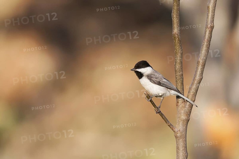 Sombre Tit (Poecile lugubris), Turkey