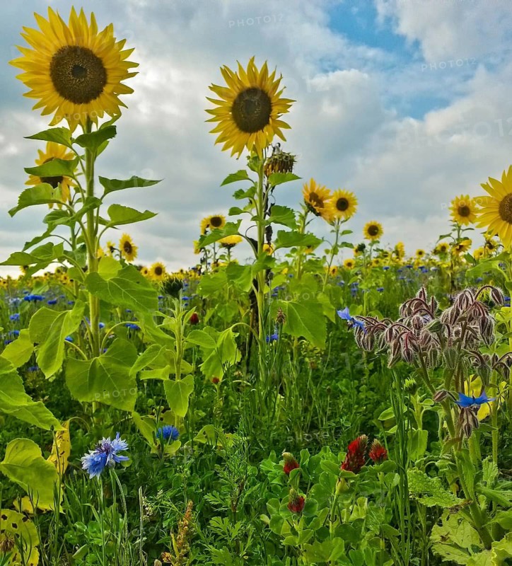 Blühendes Sonnenblumenfeld mit Kornblumen und Wildkräutern, Hessen, Deutschland