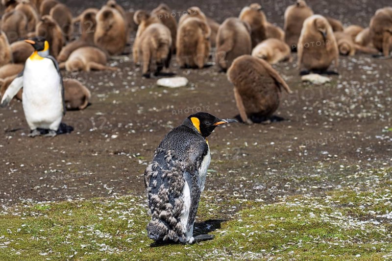 King penguin (Aptenodytes patagonicus) in moulting plumage, in the background adult and juveniles in the brown down plumage of the colony, Volunteer Point, East Falkland, Falkland Islands