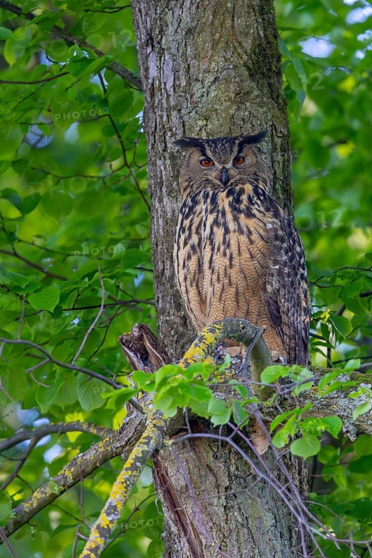 Eurasian eagle-owl, European eagle-owl (Bubo bubo) adult in broad-leaved forest in spring, showing camouflage colours against bark of tree trunk
