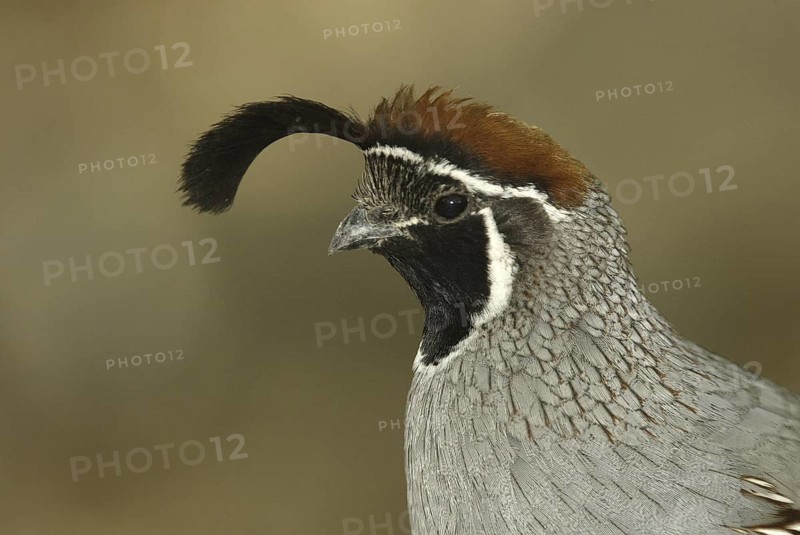 Gambel's Quail (Callipepla gambelii) male, Arizona, USA