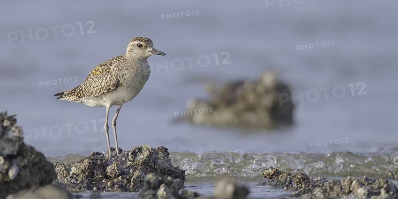 Pacific Golden Plover (Pluvialis fulva), Hongkong