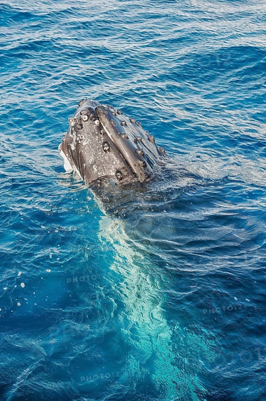 Humpback whale surfacing, Hervey Bay, Queensland, Australia