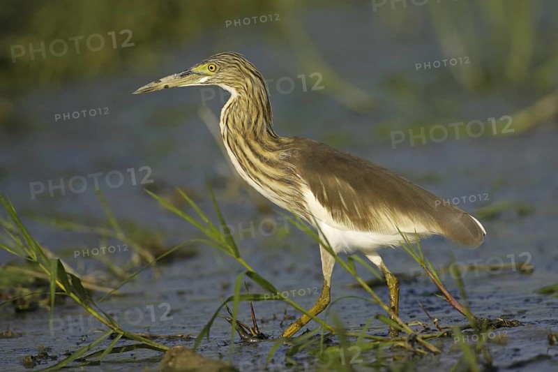 Chinese Pond Heron (Ardeola bacchus), Thailand