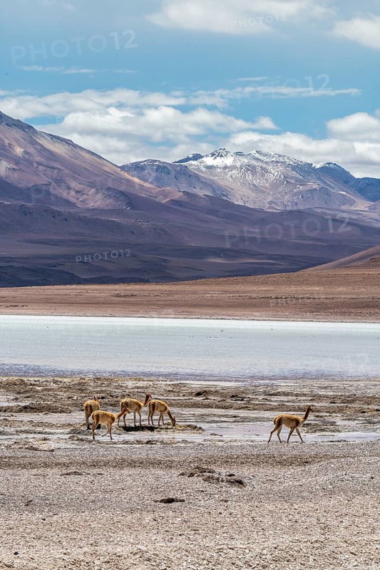Laguna Blanca, Andean Fauna National Reserve, Eduardo Avora, Altiplano, Bolivia