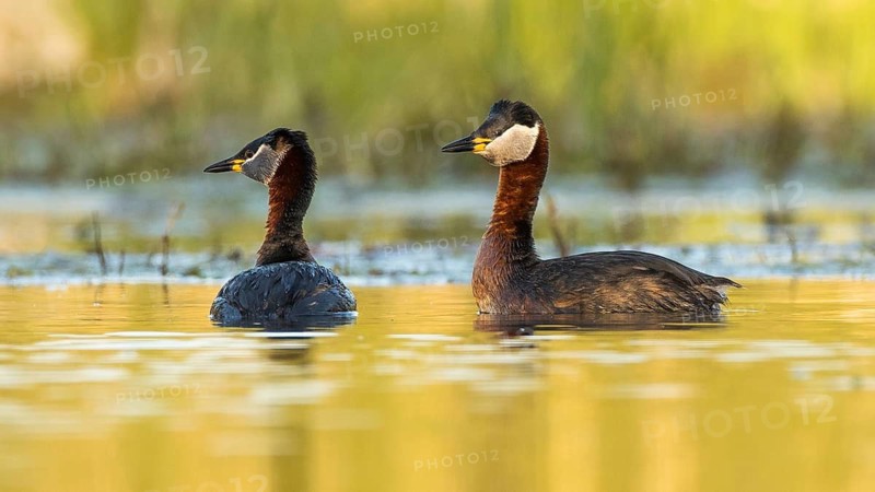 Red-necked Grebe (Podiceps grisegena) pair, Mecklenburg-Western Pomerania, Germany
