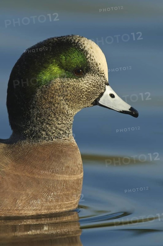 American Wigeon (Mareca americana) male, Arizona, USA