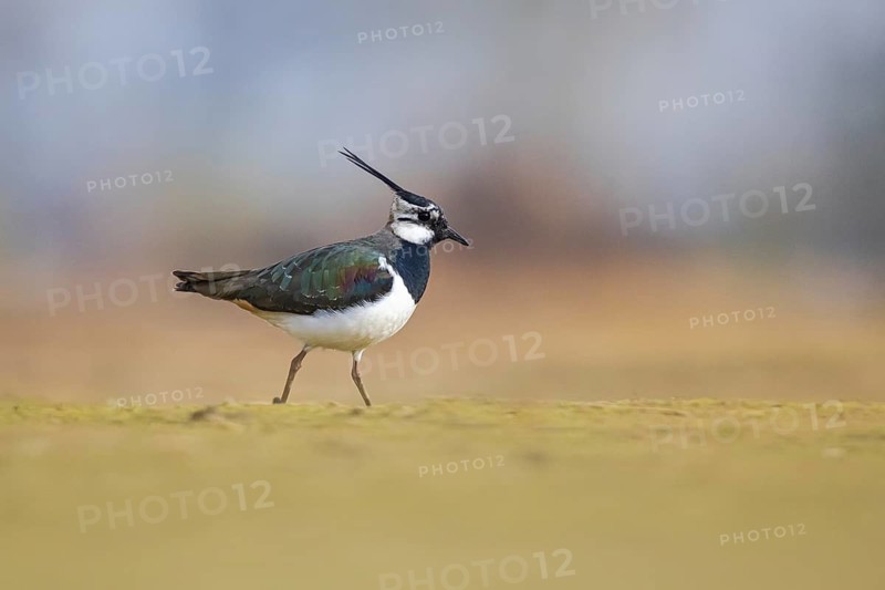 Northern Lapwing (Vanellus vanellus) male, North Rhine-Westphalia, Germany