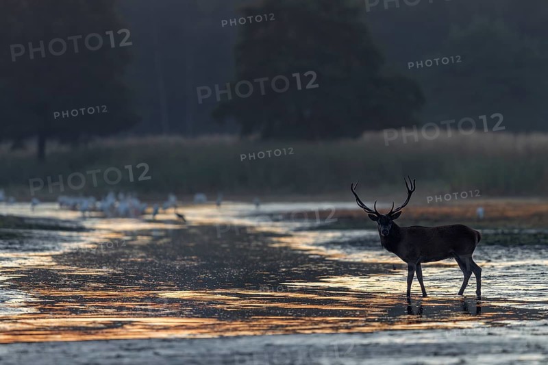 Only seconds later, the young red deer (Cervus elaphus) is followed by an older conspecific, morning light, rutting season, rutting stag, September, Germany