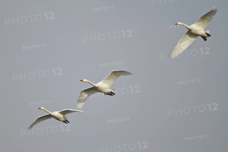 Whooper Swan (Cygnus cygnus) group flying, North Rhine-Westphalia, Germany