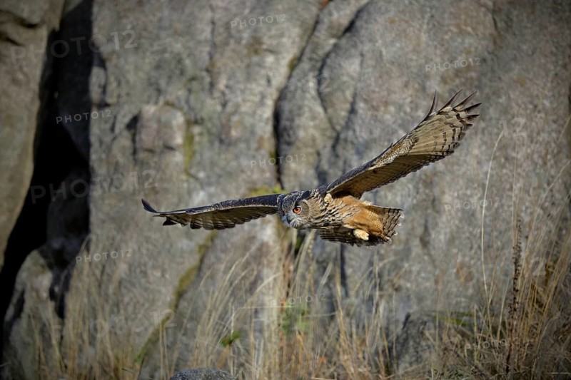Europäischer Uhu, lat. Bubo bubo, fliegt vor einer Felswand