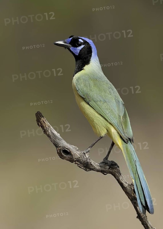 Green Jay (Cyanocorax luxuosus), Texas, USA