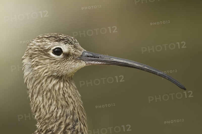 Eurasian Curlew (Numenius arquata), Norfolk, United Kingdom