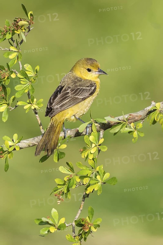 Orchard Oriole (Icterus spurius) female perched on a branch, Texas, USA