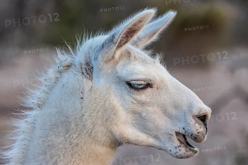 Domesticated alpaca livestock helps to protect goats from predators on a ranch in Sonora, Texas, USA