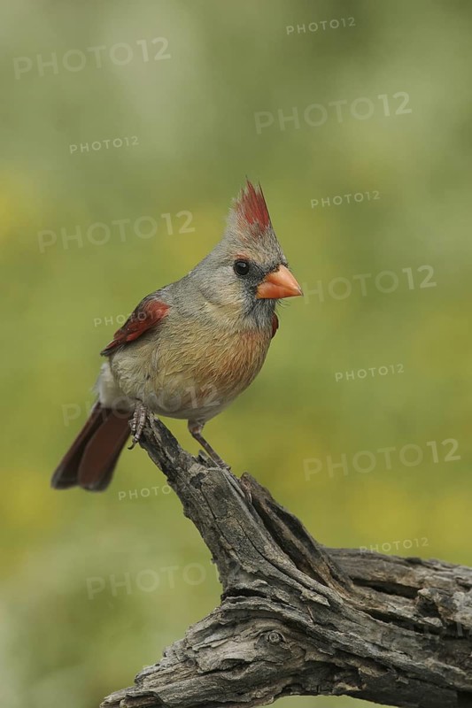 Northern Cardinal (Cardinalis cardinalis), Texas, USA