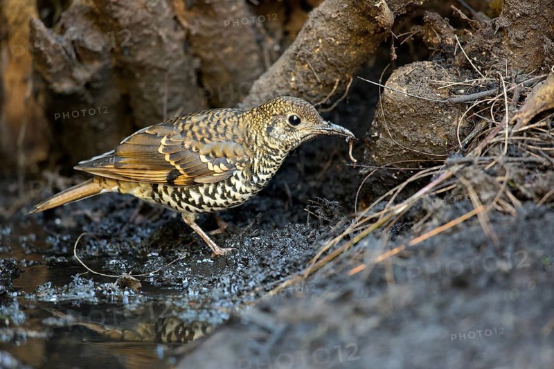 Nilgiri Thrush (Zoothera neilgherriensis) with worm in beak, Kerala, India