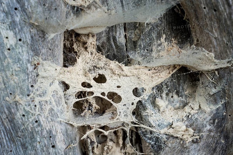Spider's webs