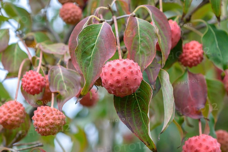 Flowering dogwood (Cornus kousa var. chinensis), Bundessortenamt Prüfstelle Marq, Germany