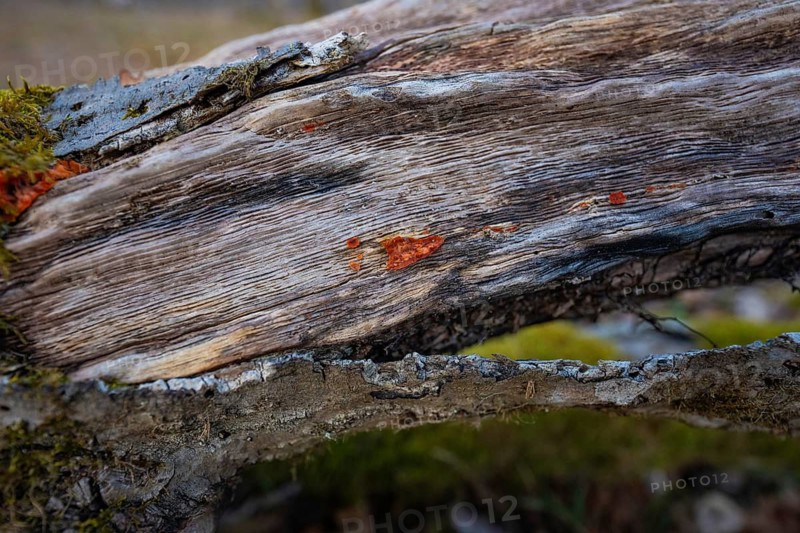 Close-up of weathered wood with moss and bark, forest pasture compensation project for Hermann Hesse Bahn, Gechingen, Calw district, Germany